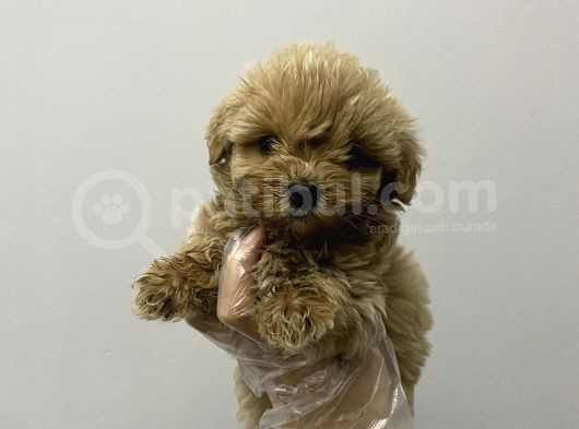 Kore Maltipoo Bebekler Kilo Garantili