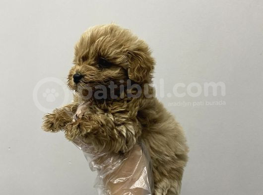 Kore Maltipoo Bebekler Kilo Garantili görsel