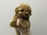 Kore Maltipoo Bebekler Kilo Garantili