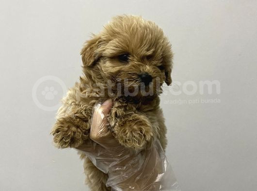 Kore Maltipoo Bebekler Kilo Garantili görsel