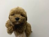 Kore Maltipoo Bebekler Kilo Garantili
