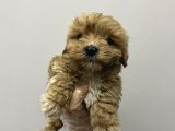 Kore Maltipoo Bebekler Kilo Garantili