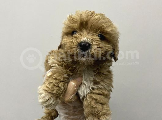 Kore Maltipoo Bebekler Kilo Garantili görsel