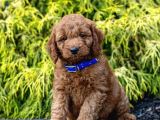 TEACUP 2 KG GARANTİSİ ALTINDA KIRMIZI RED TOOY POODLE