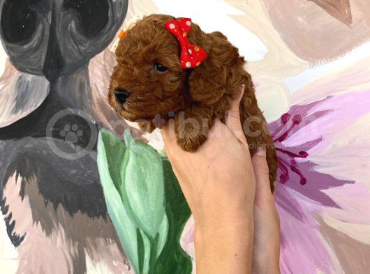 Sağlık Ve Irk Garantili Toy Poodle Yavrularımız görsel