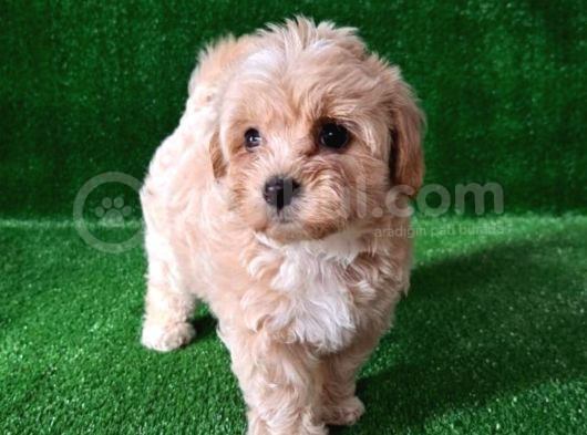 Anti Alerjik Ender Irk Maltipoo Yavrular