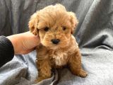 Anti Alerjik Ender Irk Maltipoo Yavrular
