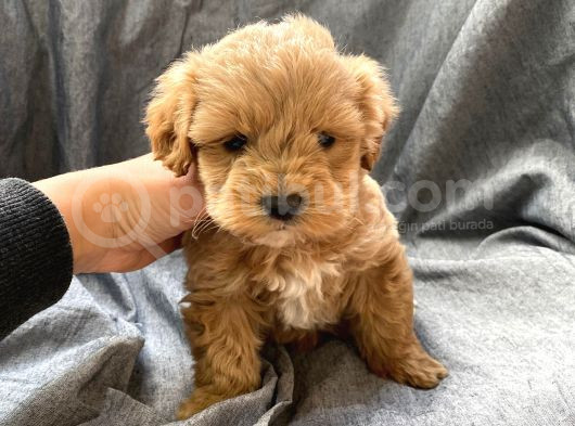 Anti Alerjik Ender Irk Maltipoo Yavrular görsel