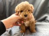 Anti Alerjik Ender Irk Maltipoo Yavrular