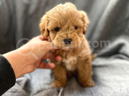 Anti Alerjik Ender Irk Maltipoo Yavrular görsel