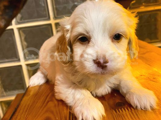 Minik Maltipoo Bebeğimiz görsel