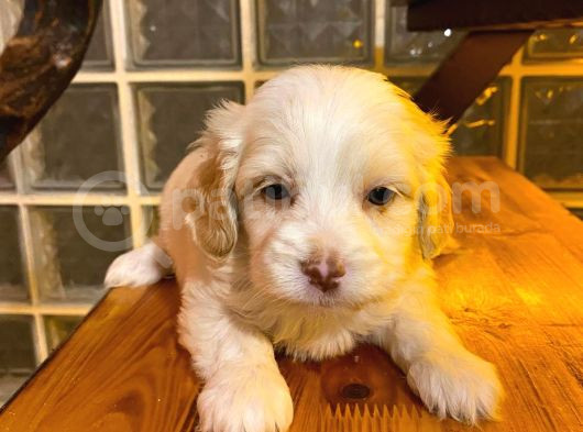 Minik Maltipoo Bebeğimiz
