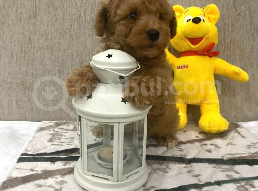 Sevimli Toy Bebekler görsel