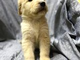 Safkan golden retriever bebekler