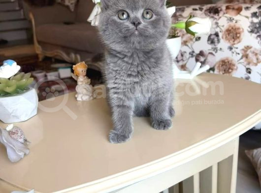 Safkan Oyuncu Bebekler görsel