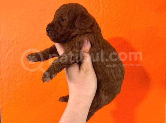 En Akıllı Apartman Köpeği A Scrli̇ Toy Poodle görsel