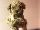 DİŞİ ERKEK POODLE BEBEKLERİMİZ A KALİTE