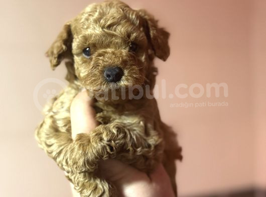 Di̇şi̇ Erkek Poodle Bebekleri̇mi̇z A Kali̇te