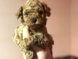 Di̇şi̇ Erkek Poodle Bebekleri̇mi̇z A Kali̇te