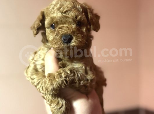 Di̇şi̇ Erkek Poodle Bebekleri̇mi̇z A Kali̇te görsel