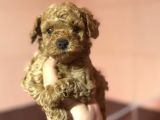 Di̇şi̇ Erkek Poodle Bebekleri̇mi̇z A Kali̇te