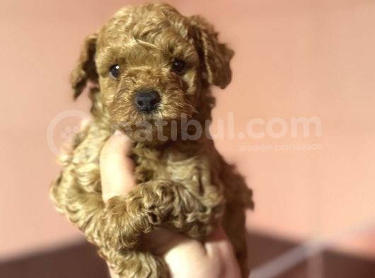 Di̇şi̇ Erkek Poodle Bebekleri̇mi̇z A Kali̇te görsel