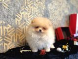 MİNİ BOY POMERANİAN BOO BEBEKLER