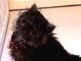 Özel Gümüş Gölgeli Black Erkek British Shorthair Yavrusu