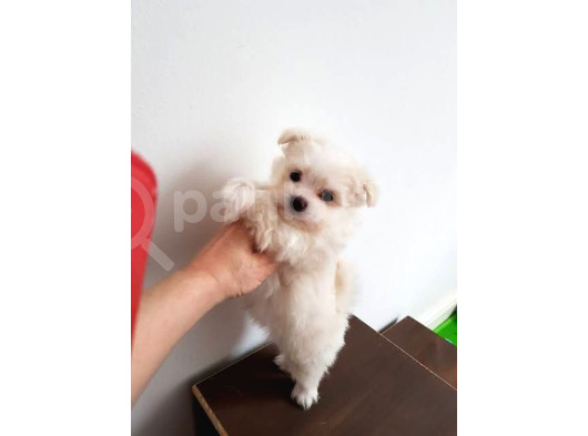 Mini Boy Maltese Terrier görsel
