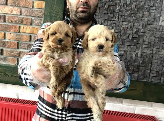 Renk Renk Orji̇nal Malti̇po Yavrular Ankara Mağazamizda Görün görsel