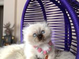 Scottish Fold Longhair Chocolate Point Yavrular