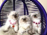 Scottish Fold Longhair Chocolate Point Yavrular