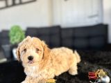 Orji̇nal Bebek Yüz Malti̇poo