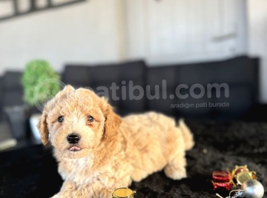 Orji̇nal Bebek Yüz Malti̇poo görsel