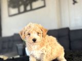 Orji̇nal Bebek Yüz Malti̇poo
