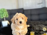 Orji̇nal Bebek Yüz Malti̇poo
