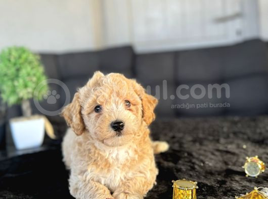 Orji̇nal Bebek Yüz Malti̇poo