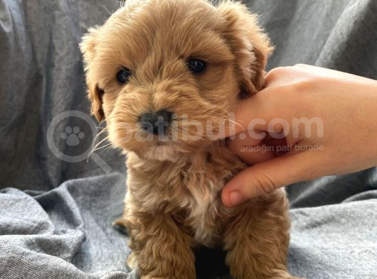 Küt Burun Red Maltipoo Yavrularımız
