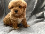 Küt Burun Red Maltipoo Yavrularımız