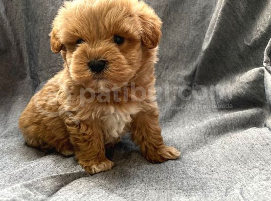 Küt Burun Red Maltipoo Yavrularımız görsel