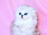 Beyaz Yumak Scottish Fold Longhair