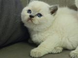 Aile Sıcaklığnda Büyüyen  Scottish Fold British Yvrlr