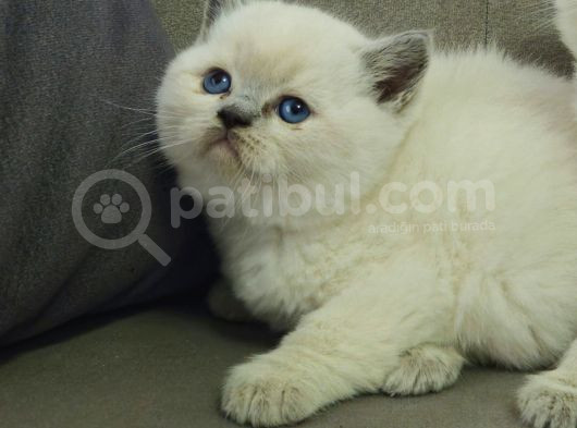 Aile Sıcaklığnda Büyüyen  Scottish Fold British Yvrlr görsel
