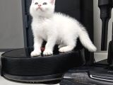 Aile Sıcaklığnda Büyüyen  Scottish Fold British Yvrlr