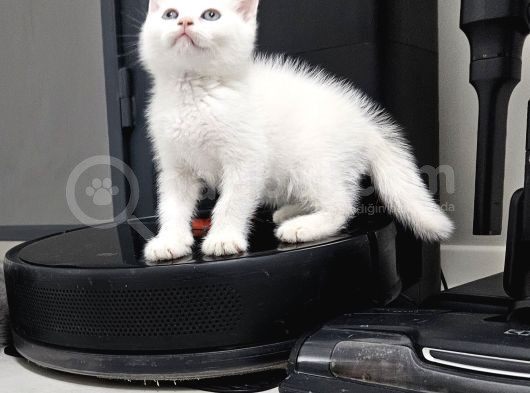 Aile Sıcaklığnda Büyüyen  Scottish Fold British Yvrlr görsel