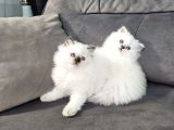 Aile sıcaklığnda büyüyen  scottish fold british yvrlr