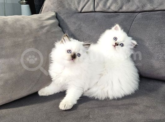 Aile Sıcaklığnda Büyüyen  Scottish Fold British Yvrlr