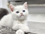 Aile Sıcaklığnda Büyüyen  Scottish Fold British Yvrlr