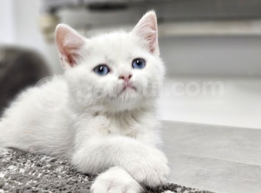Aile Sıcaklığnda Büyüyen  Scottish Fold British Yvrlr görsel