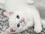 Aile Sıcaklığnda Büyüyen  Scottish Fold British Yvrlr